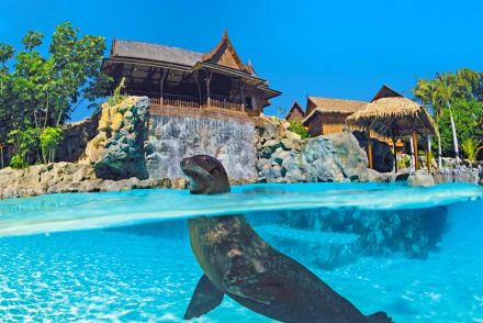 La isla de los leones marinos Siam Park Tenerife