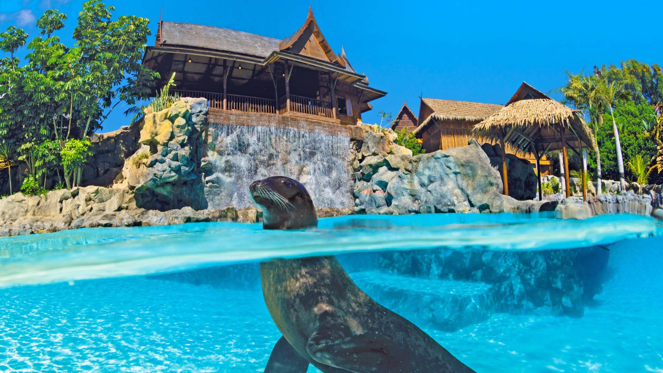 Die Seelöweninsel